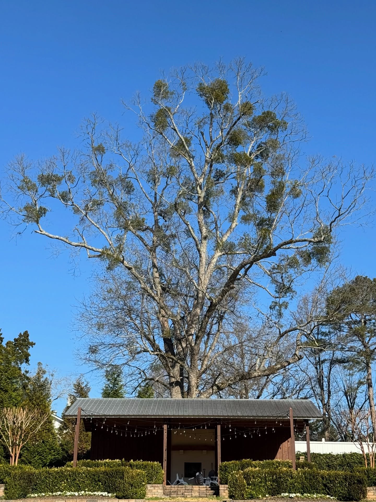 MISTLETOE MADNESS

Mistletoe is a popular Christmas and NYE decoration. However, it is a parasitic plant plant that can be very damaging to trees.

The mistletoe uses the tree as a host for carbohydrates, nutrients and water.

When a heavy infestatio