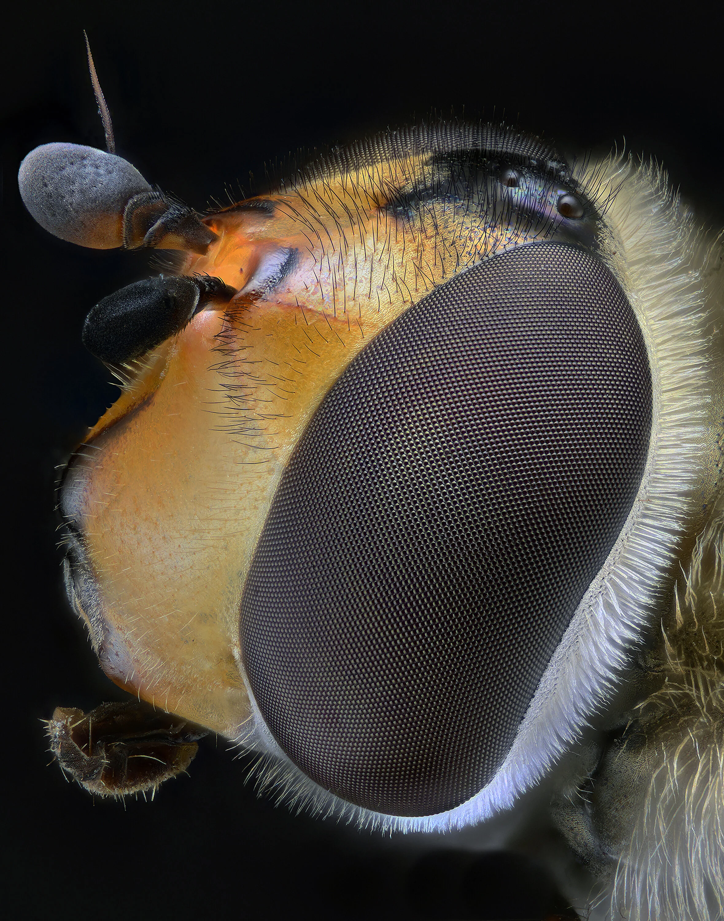 The eyes of this female hoverfly are well-separated and don’t meet on top of the head as they do in males. This is one of the S yrphus species.