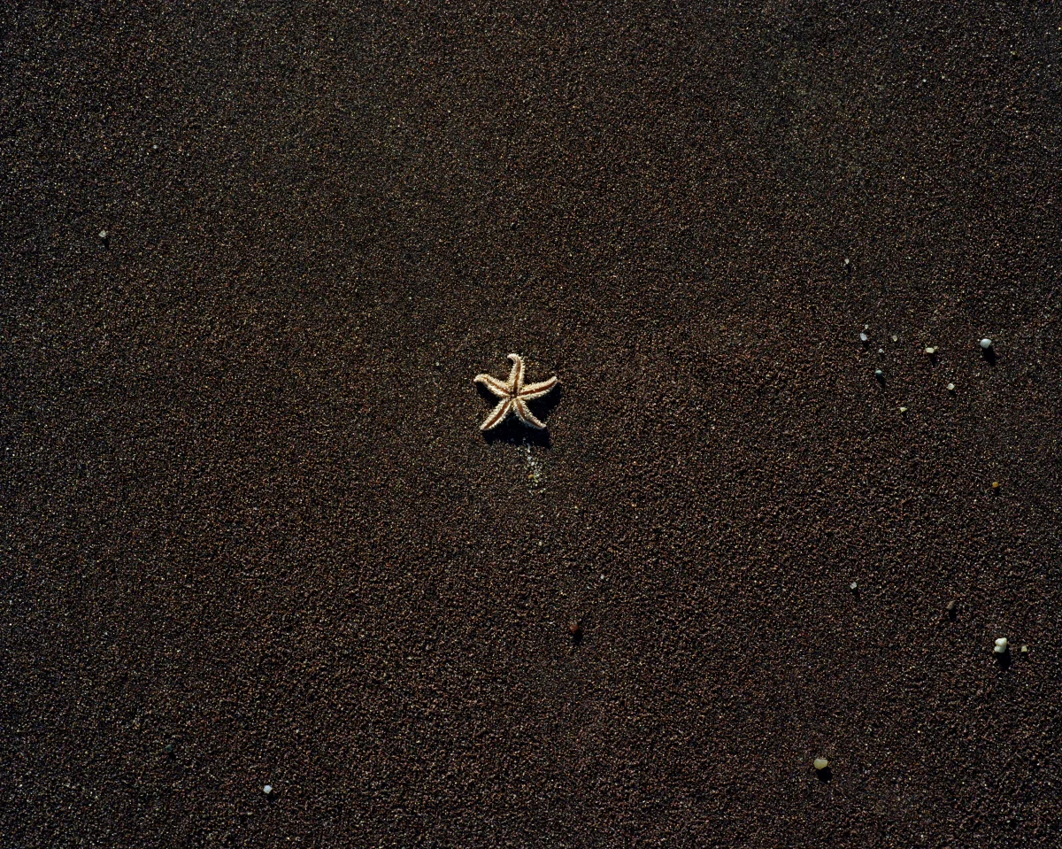 Starfish on Brown Sand 2001 51-13-9.JPG