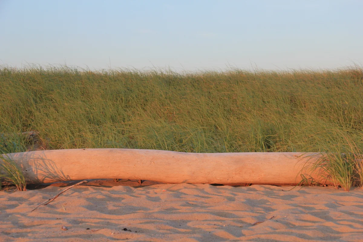 IMG_4831 charleston beach.JPG