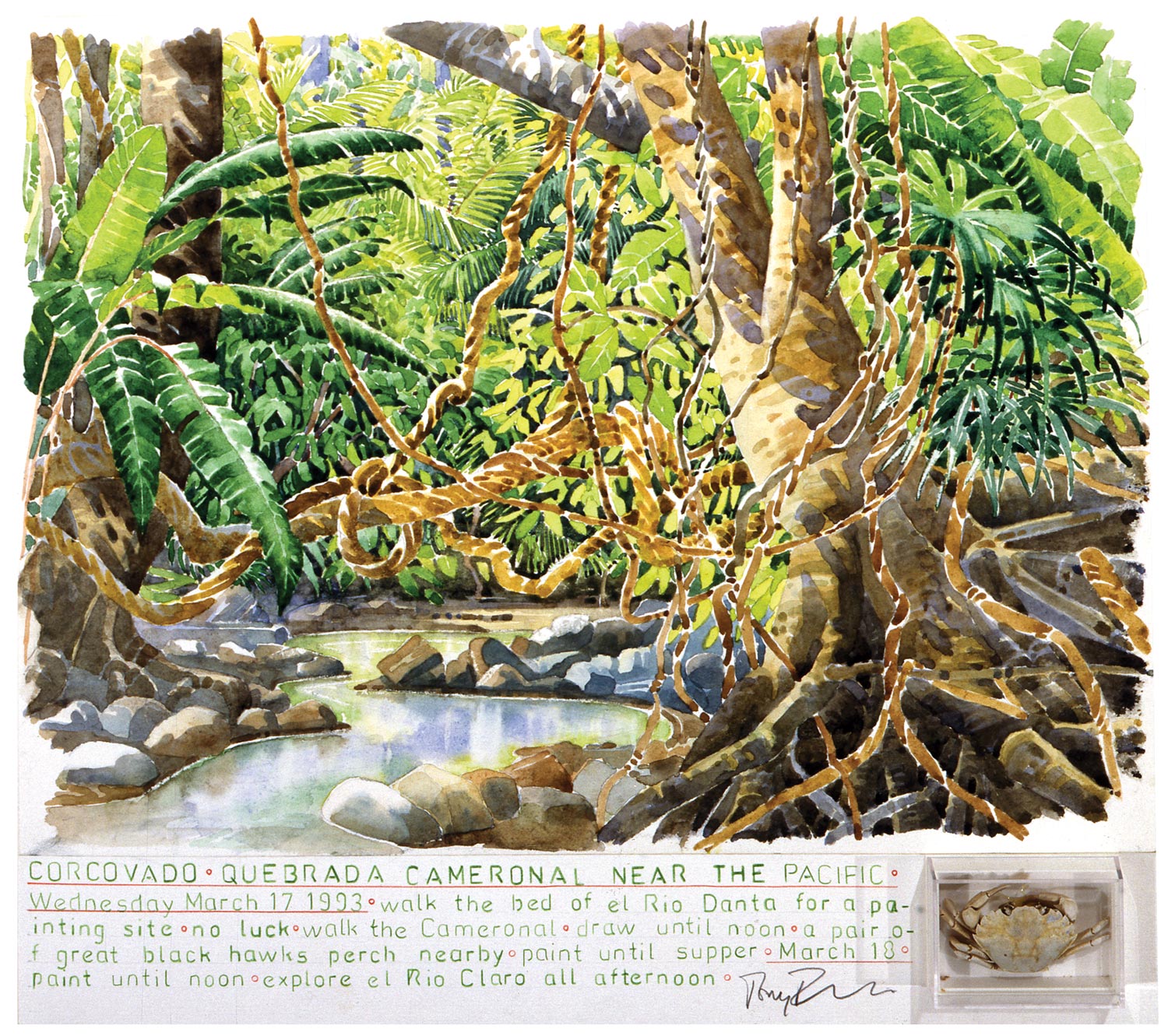 Tony Foster, Corcovado: Quebrada Cameronal Near the Pacific , 1993 | Watercolor and graphite on paper, mixed media | 12 1/8 x 13 1/2 in. / 1 1/2 x 2 1/4 in. | 1991.1.25