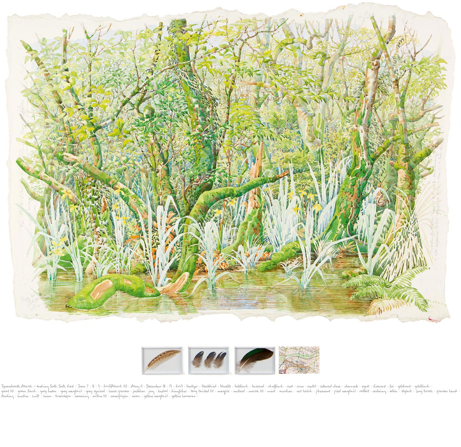 Tony Foster , Tywardreath Marsh—Observations , 2009