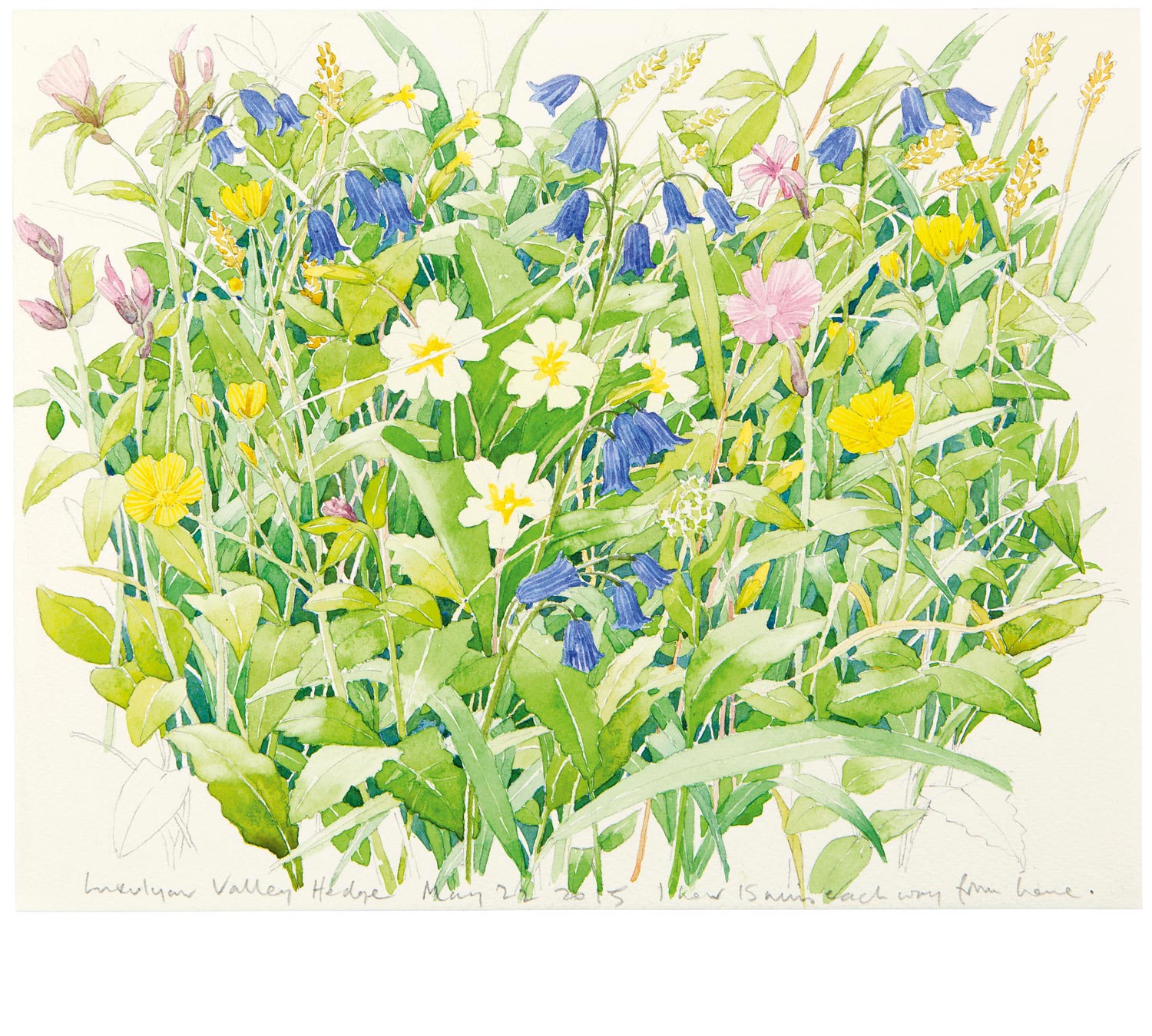 Tony Foster , Luxulyan Valley Hedge , 2015