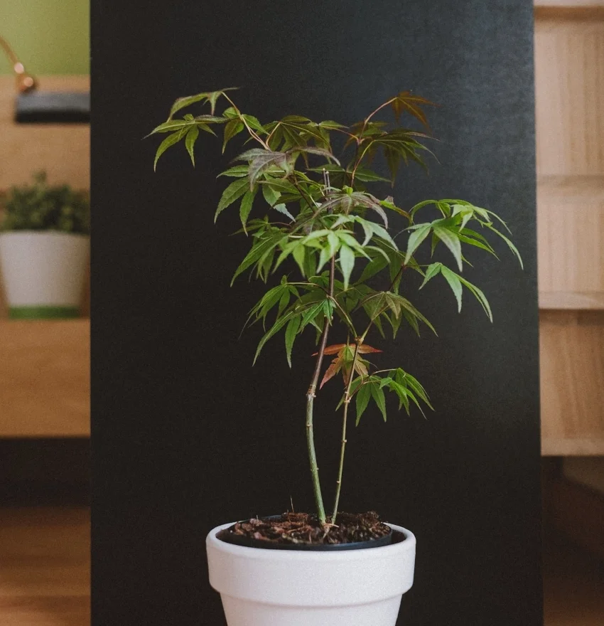 cannabis apartment.jpg
