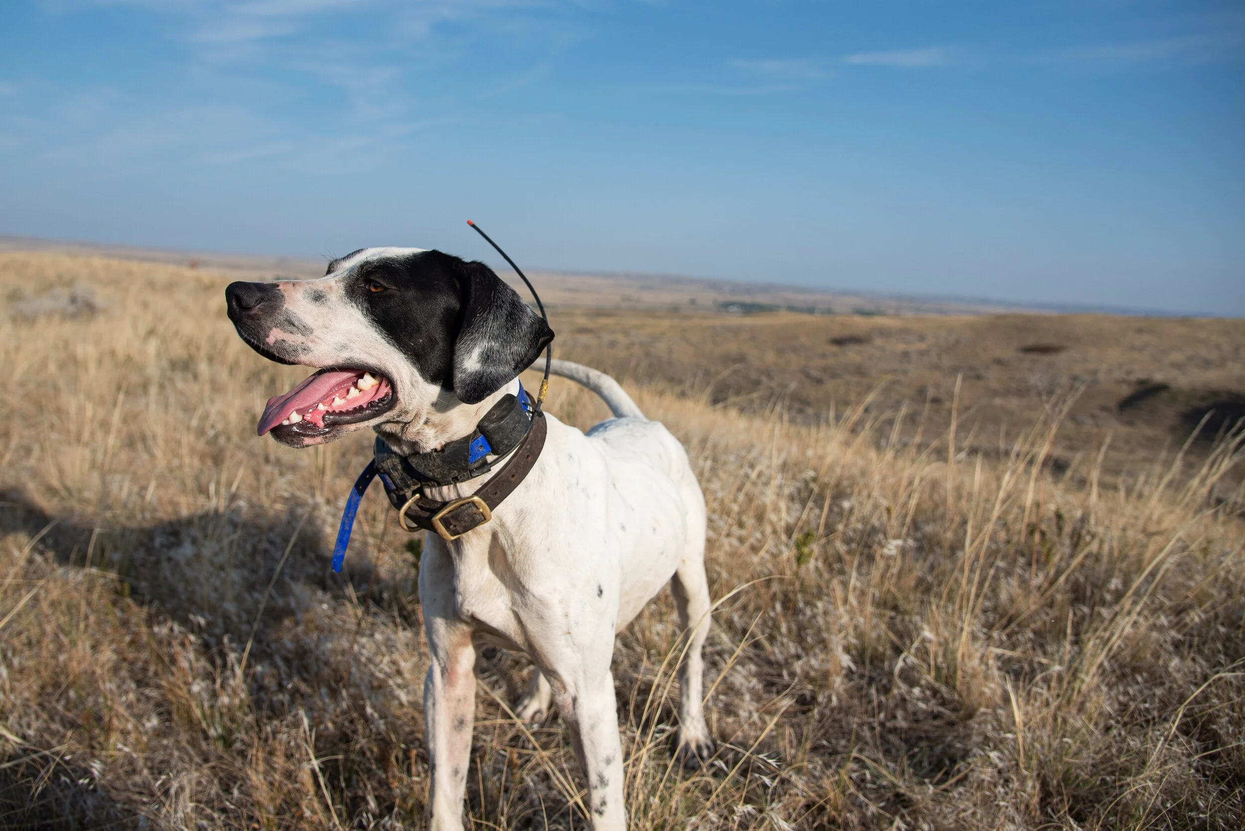 What Are Bird Dogs Good For
