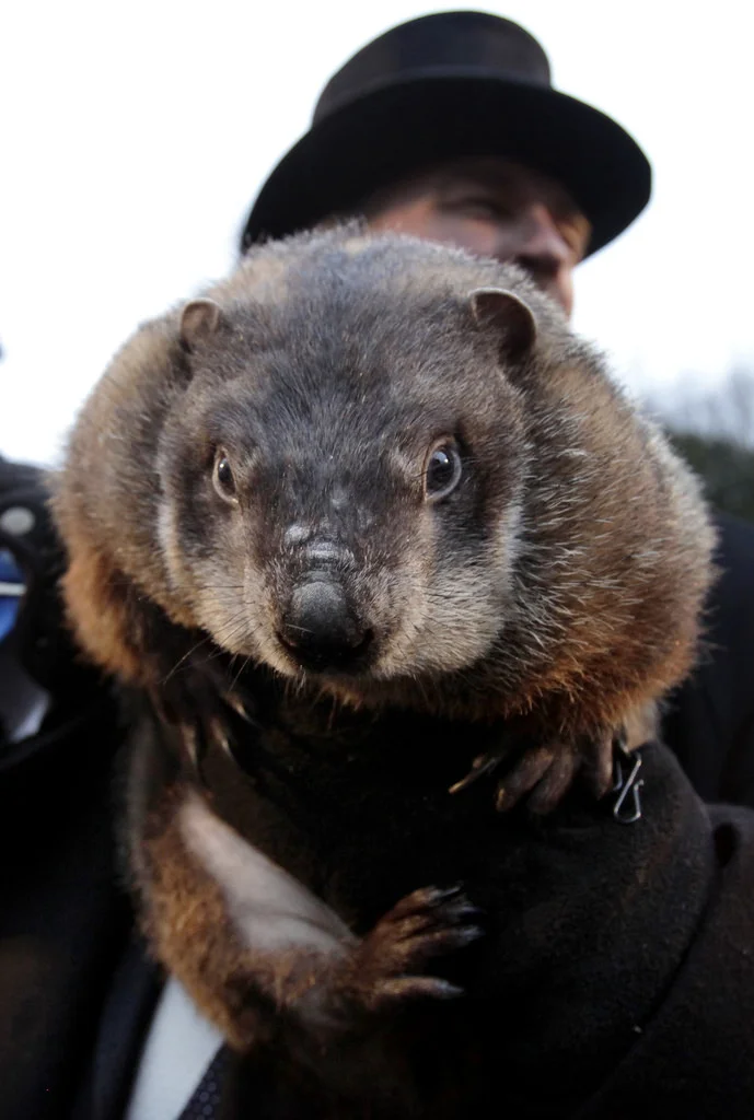 “ Punxsutawney Phil ” by Rogelio A. Galaviz C. is licensed under CC BY-NC 2.0