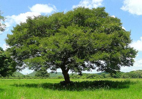 CopaibaTree-Photo.jpg