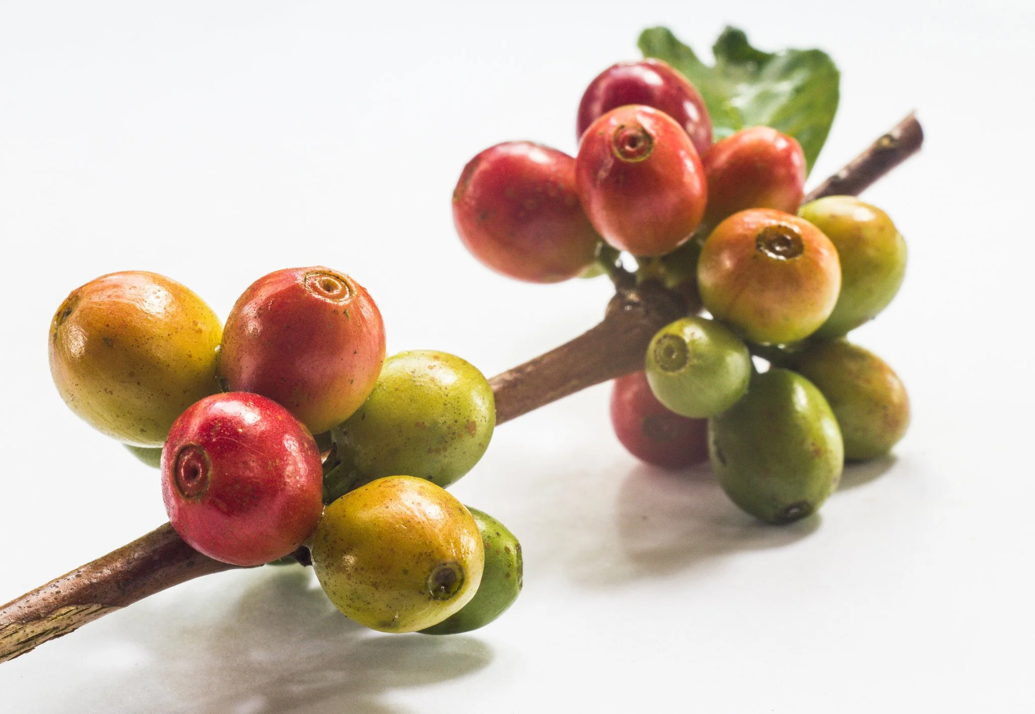 coffee_bean picture.jpg