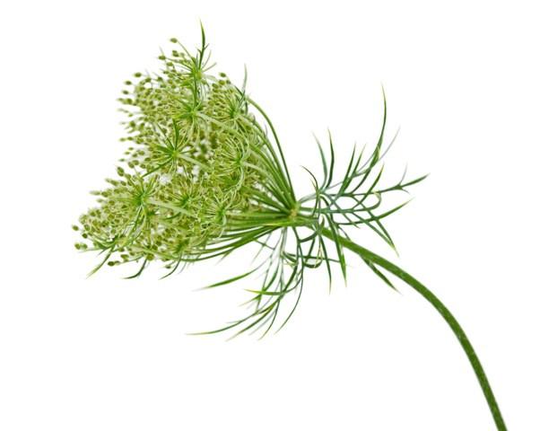 carrot seed picture.jpeg