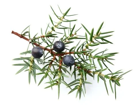 juniper_berries_ pic.jpg