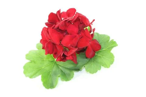 geranium_bb6ec2c8-9939-43aa-baae-8f6576cd4e18_large.jpg
