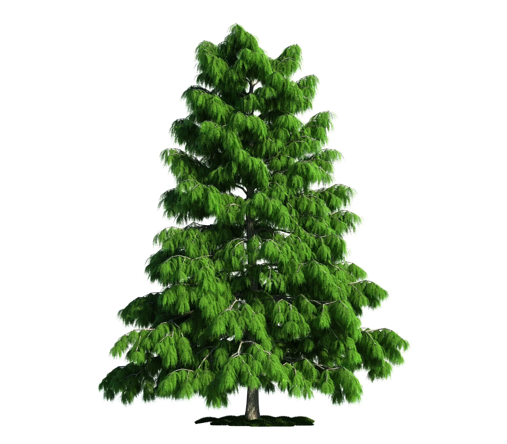cedar essential oil picture.jpg