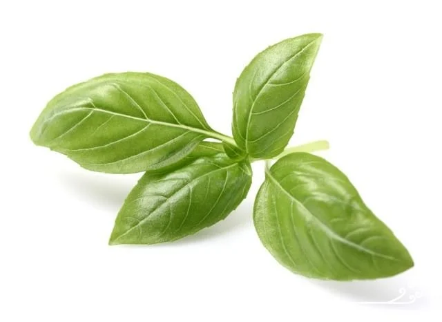basil_leaf.jpeg