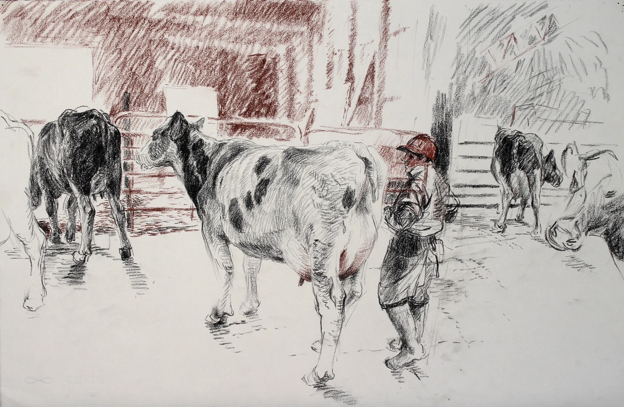 Cows and Maria