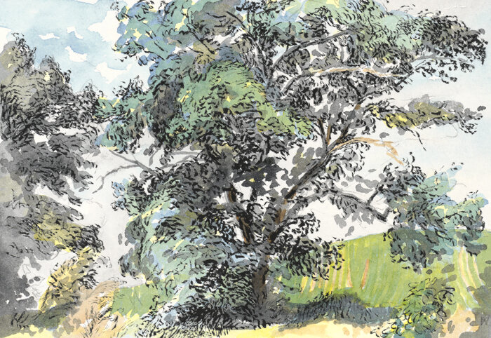 Oak Tree and Soybean Field 