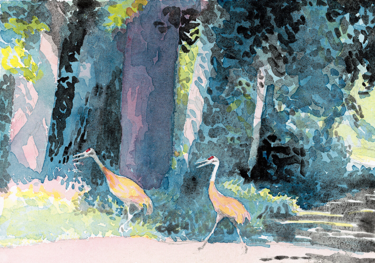 Sandhill Cranes Crossing a Road