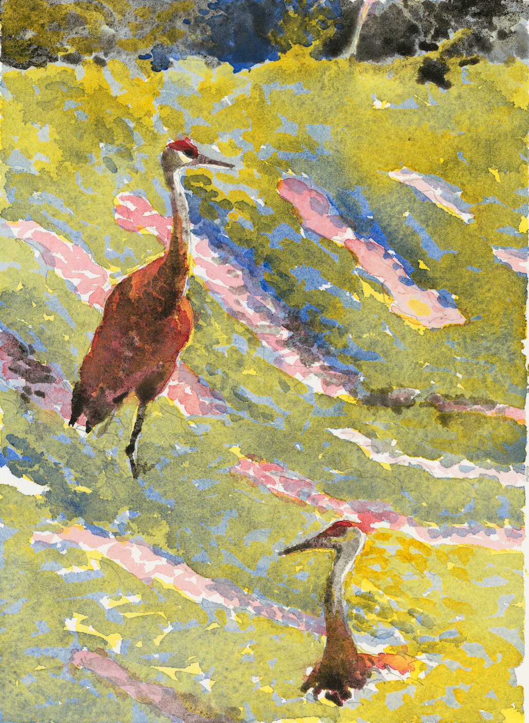 Sandhill Cranes in Soybean Field