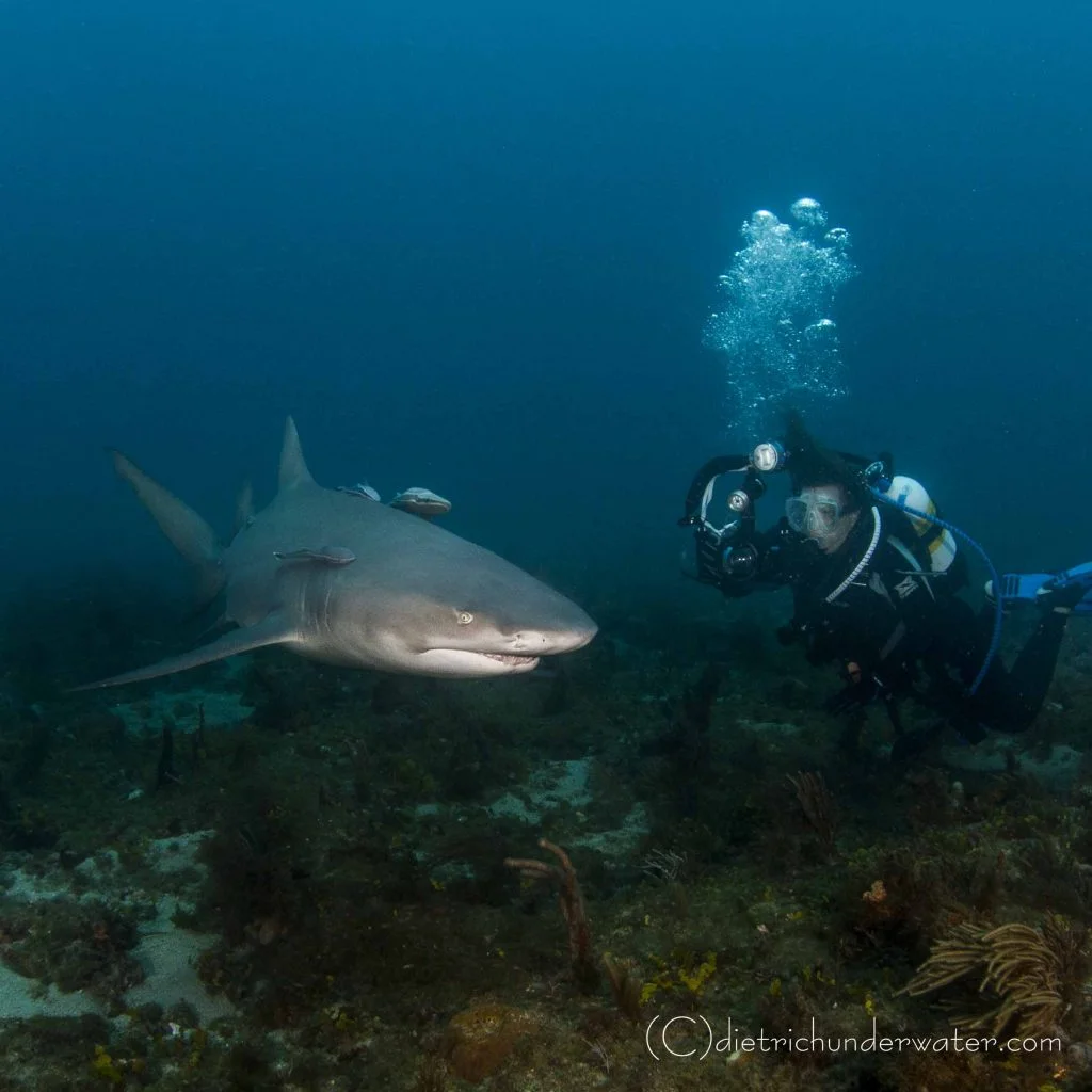 Sharks!!