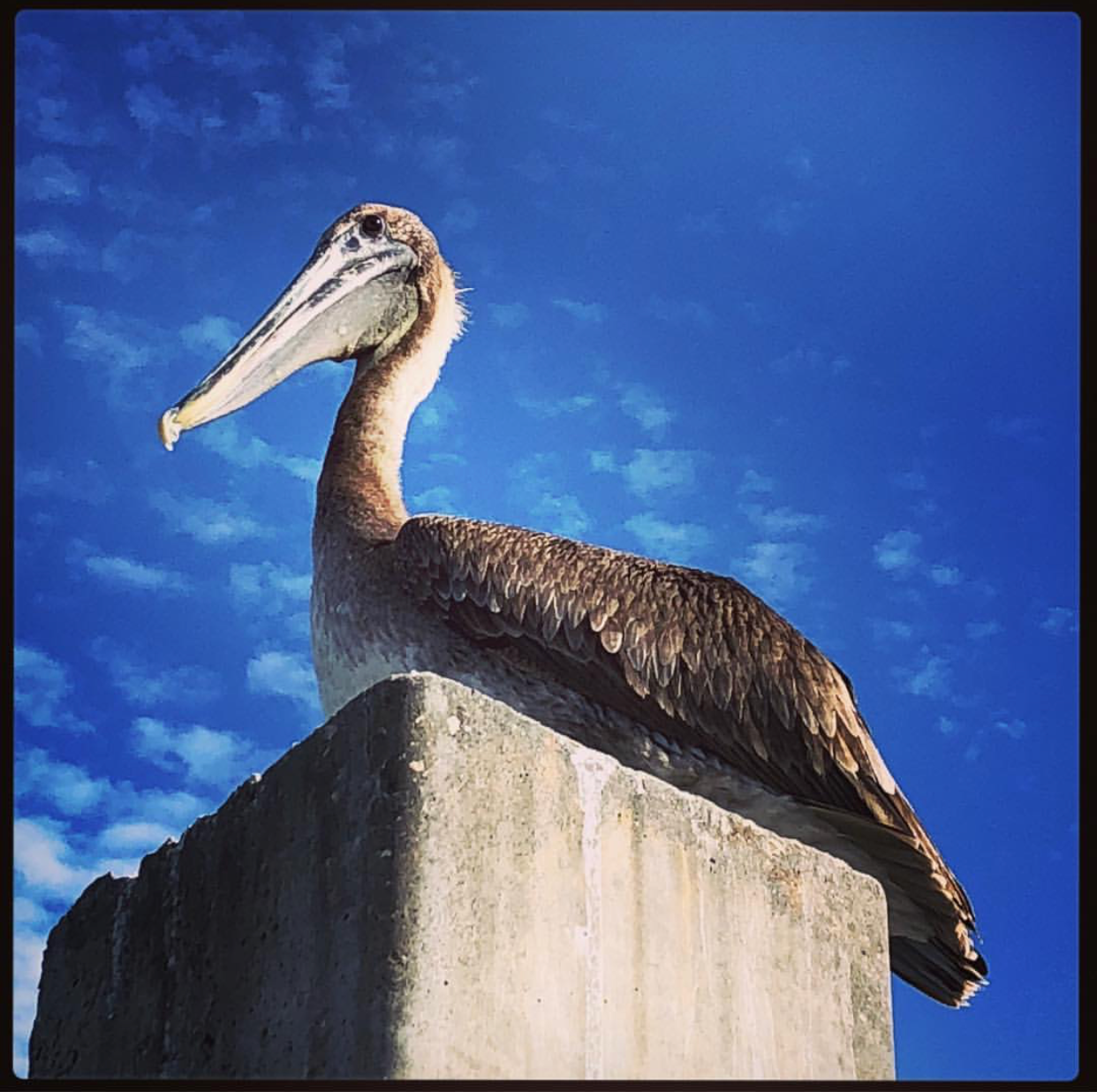 Brown Pelicans!