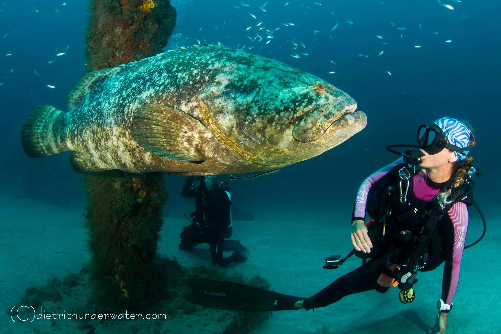 Goliath Groupers at MG-111
