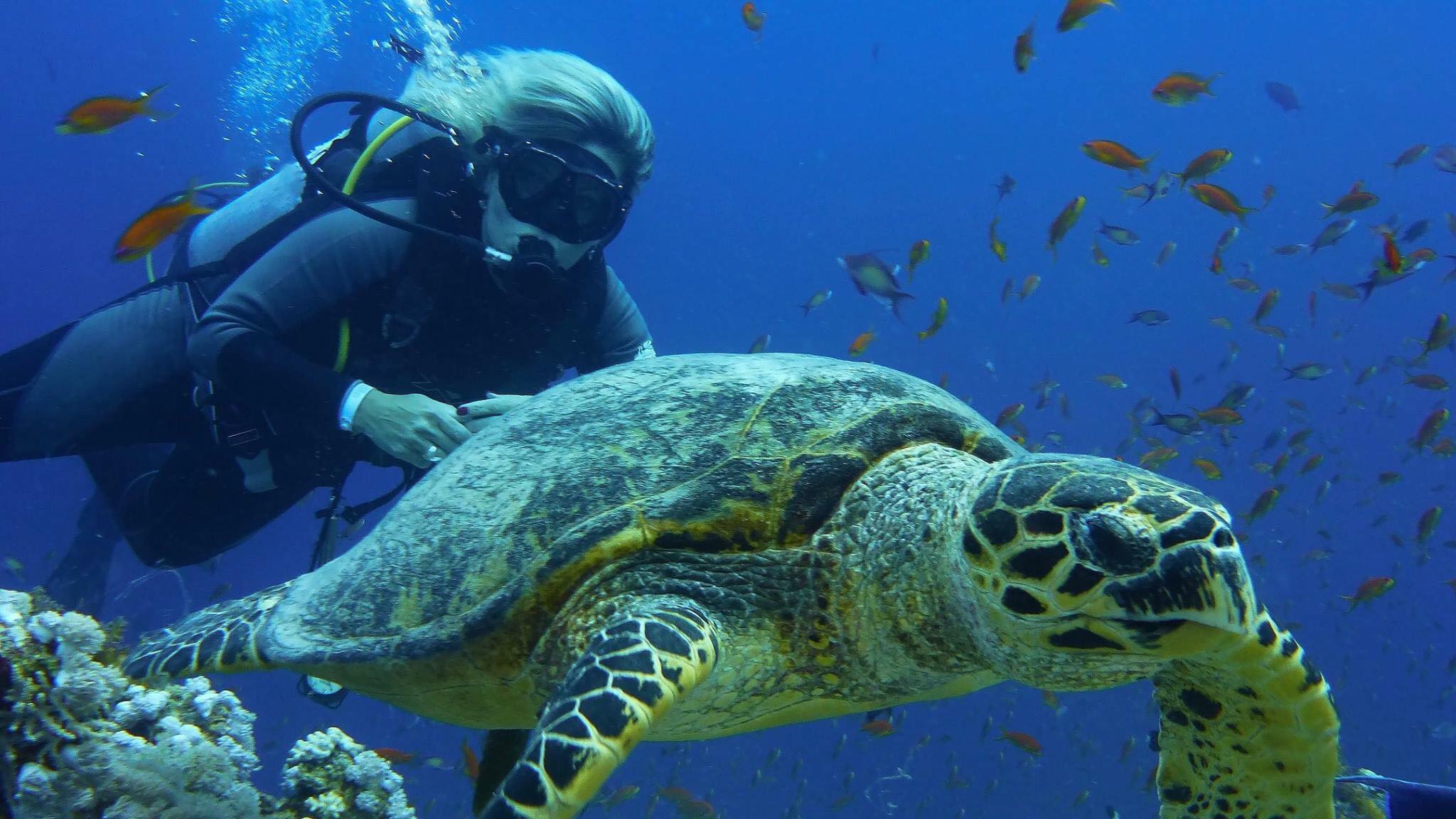 Turtle Nesting Season!