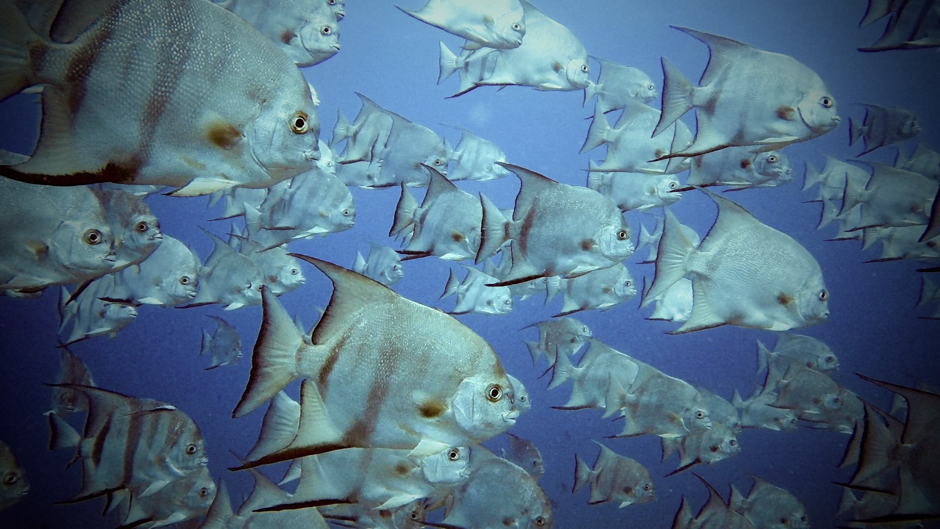 Spadefish Point