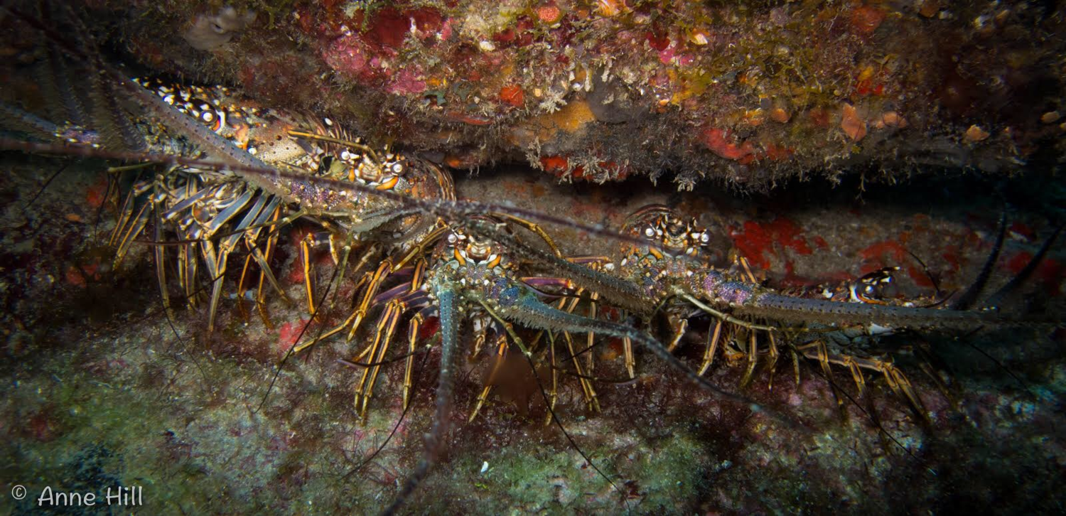 Happy lobsters