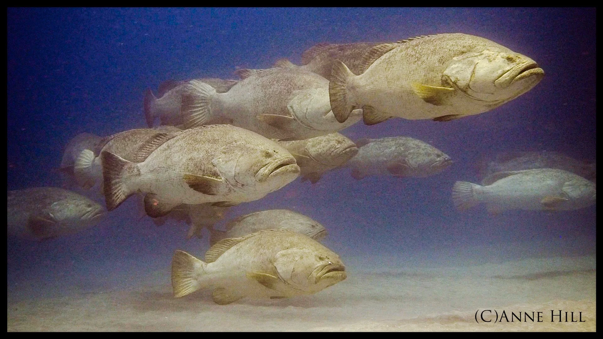 Goliath Groupers in Jupiter, FL