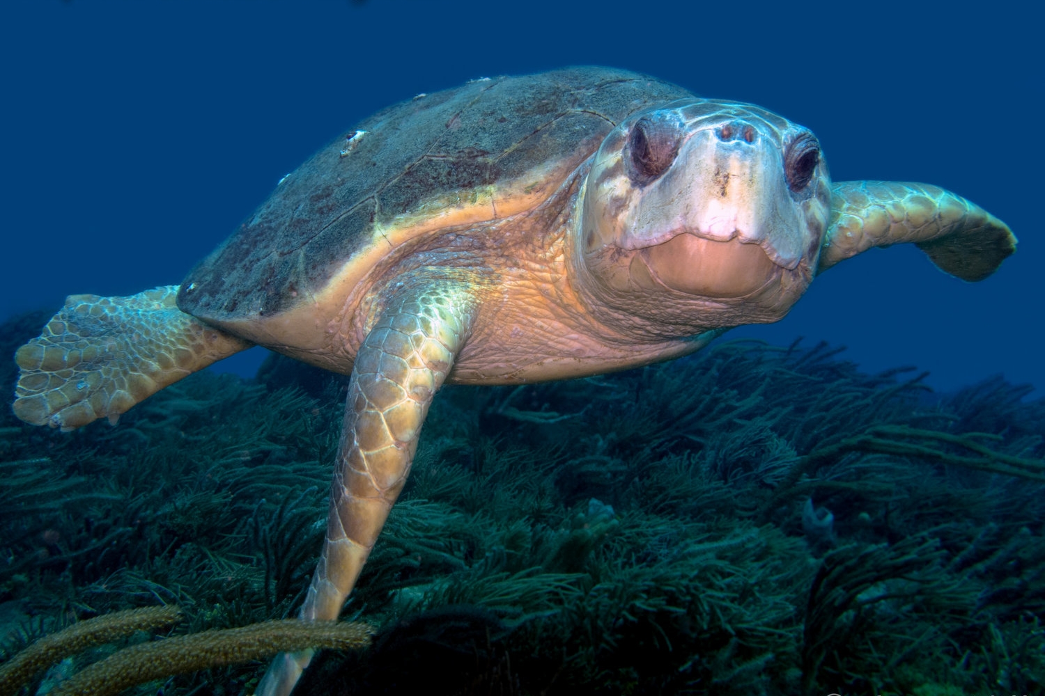 Jupiter Scuba Diving: May Recap