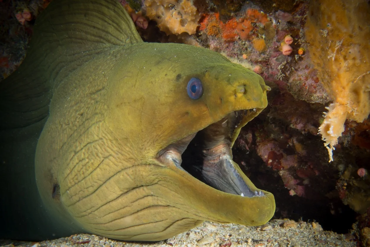 Jupiter Dive Sites: Spadefish Point
