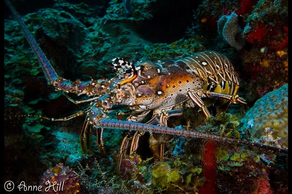 Jupiter Dive Sites: Captain Kurls