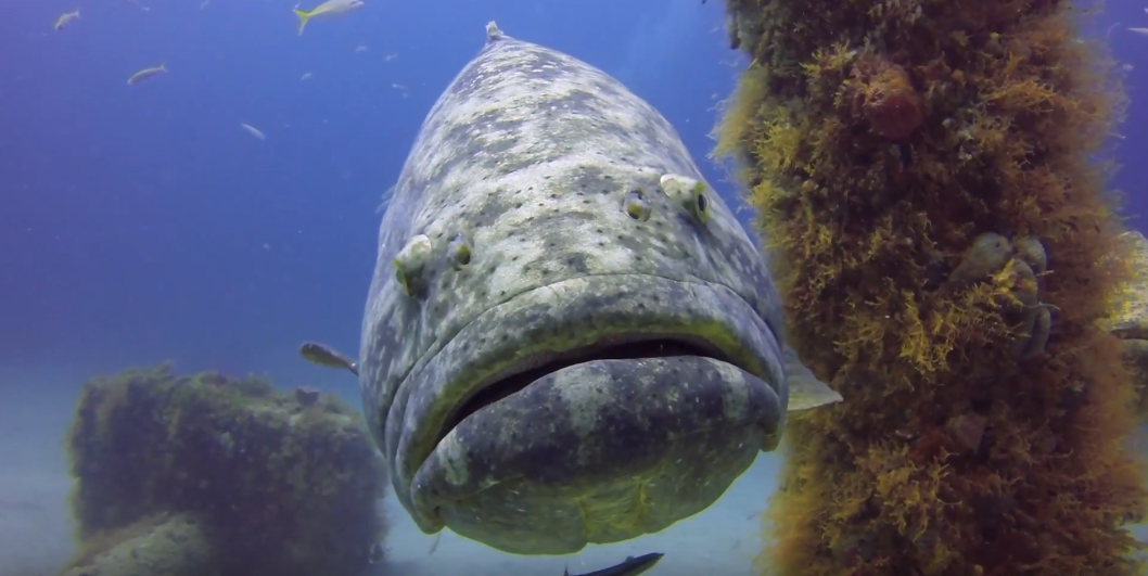 Jupiter Dive Sites: MG-111