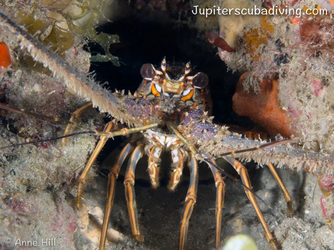 Jupiter Marine Spotlight: Spiny Lobsters