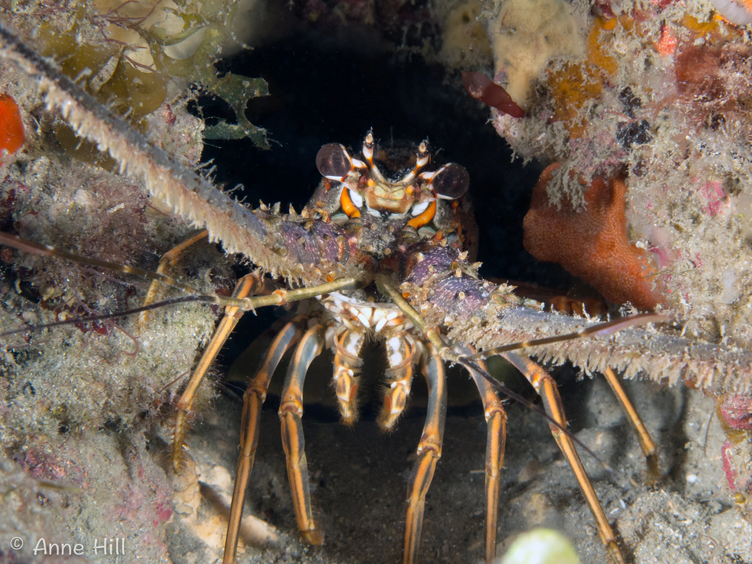 lobster (1 of 1).jpg