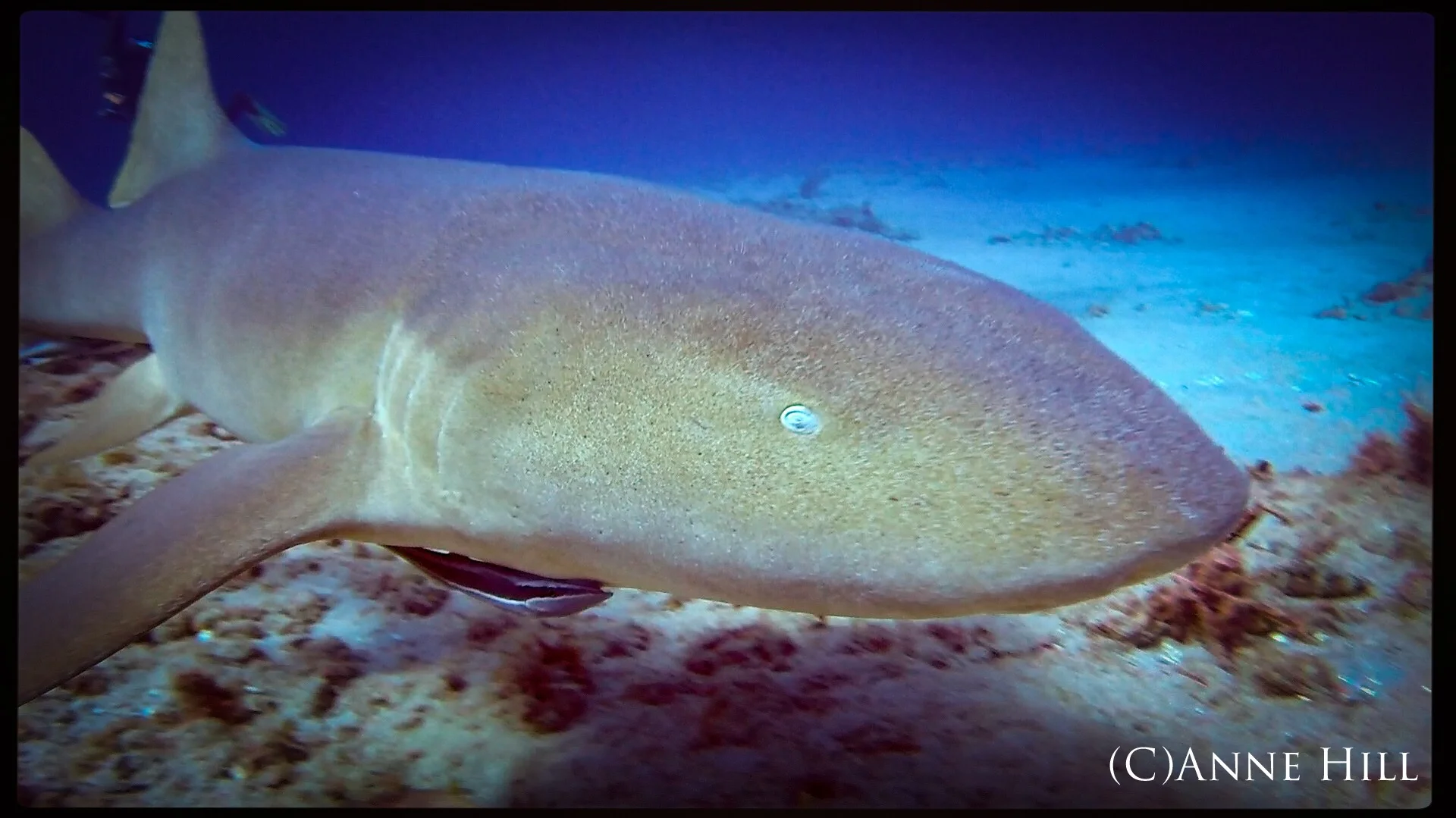 Nurse Sharks in Jupiter, FL