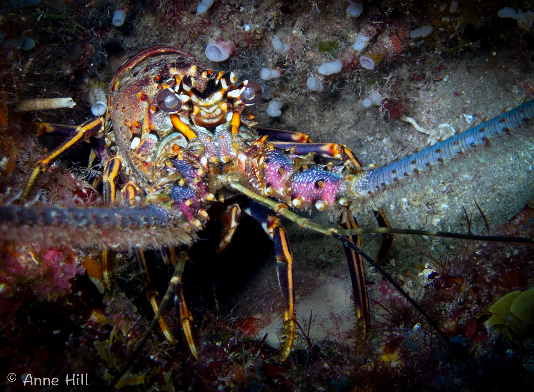 lobsta (1 of 1).jpg