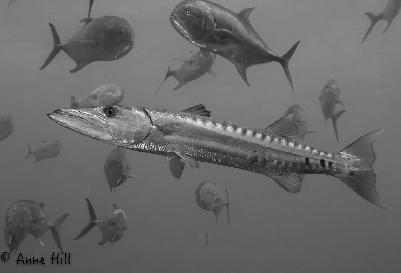 Jupiter Marine Spotlight: Great Barracuda