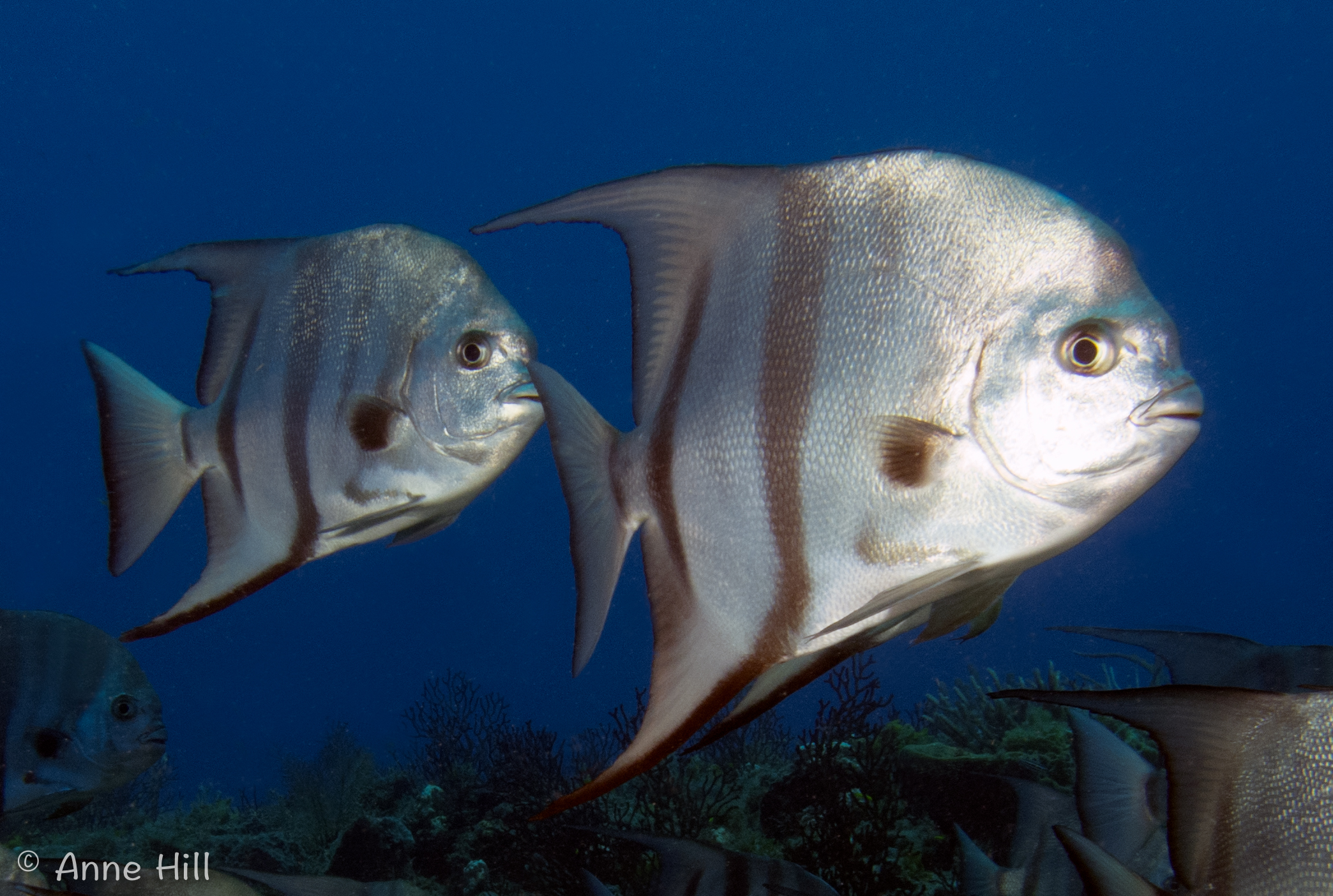 Jupiter Marine Spotlight: Atlantic Spadefish