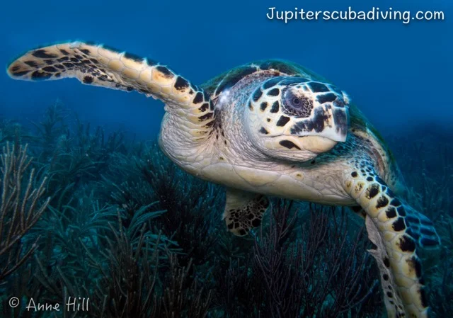 Jupiter Marine Spotlight: Hawksbill Sea Turtle