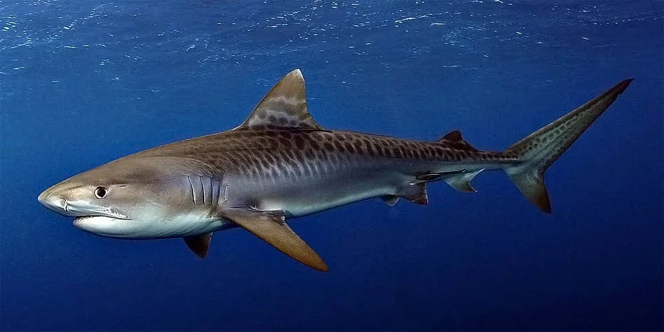 Tiger Shark