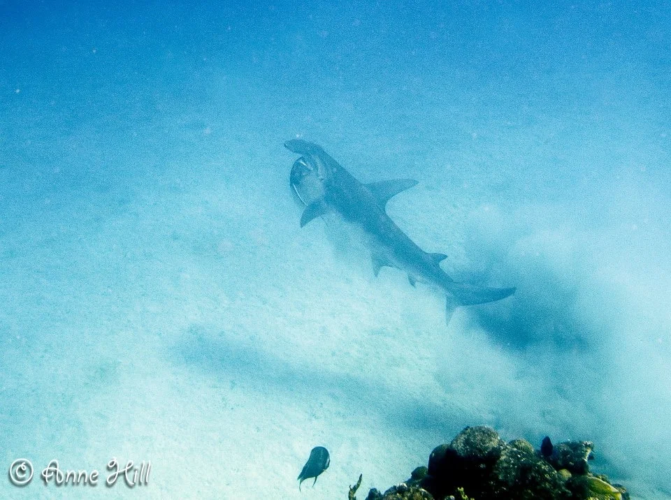 Our Best Dives Ever: Butler Bay Wrecks