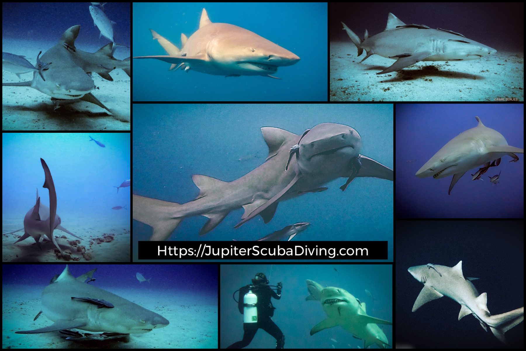 Lemon Sharks!