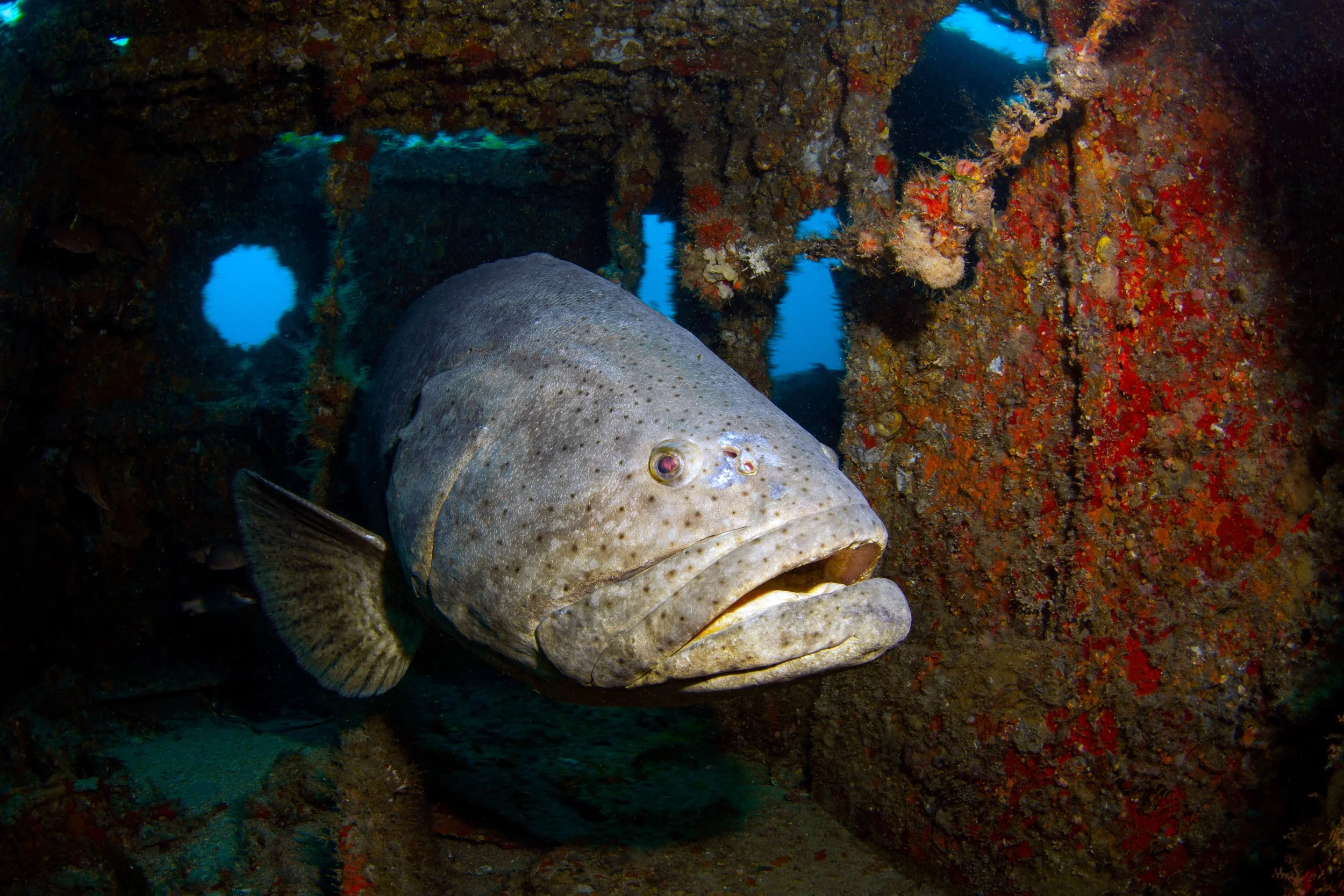 Goliath Grouper Season Diving