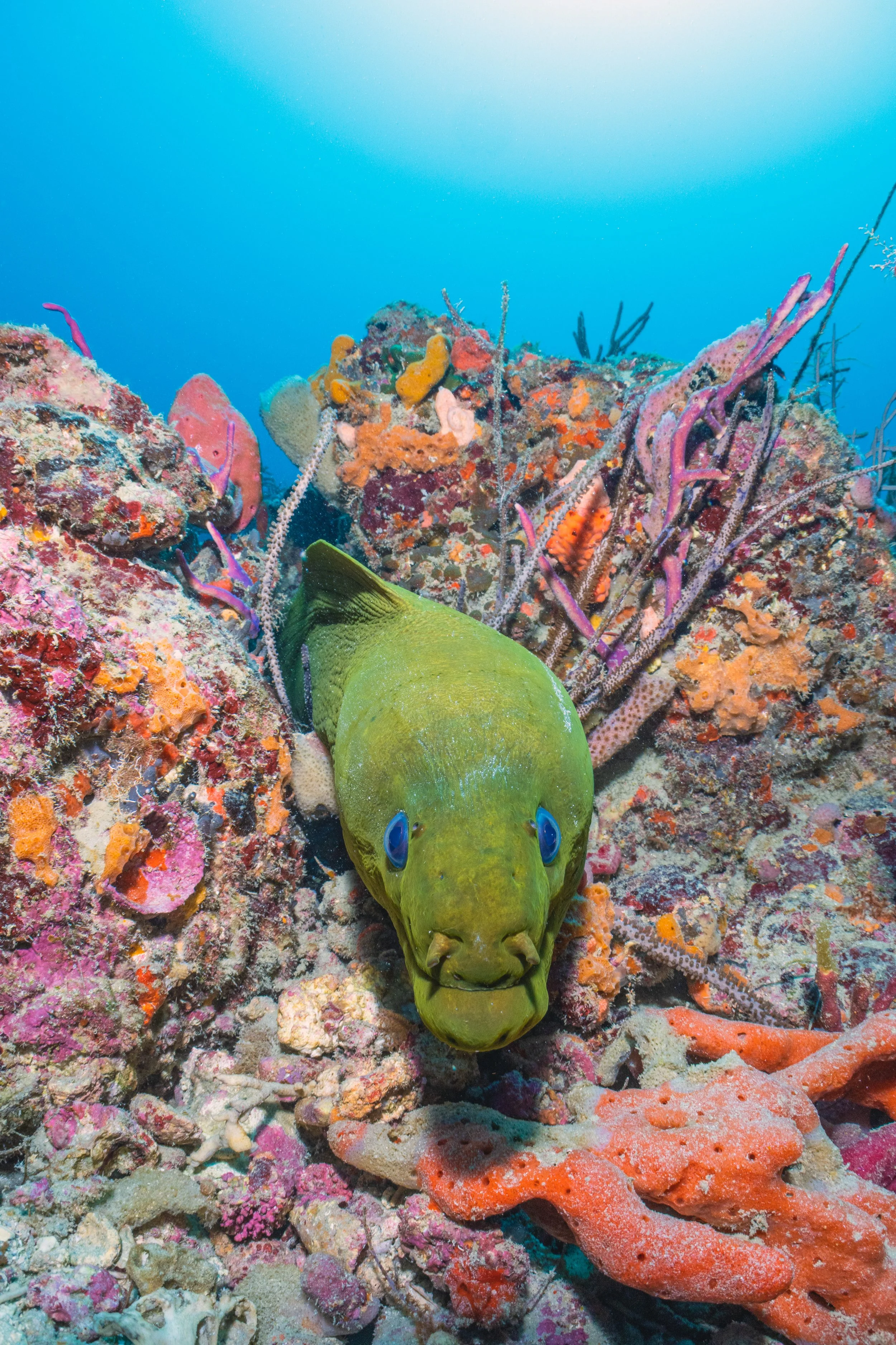 September Diving in Jupiter, Fl