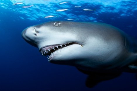 Lemon Shark Season is here! 