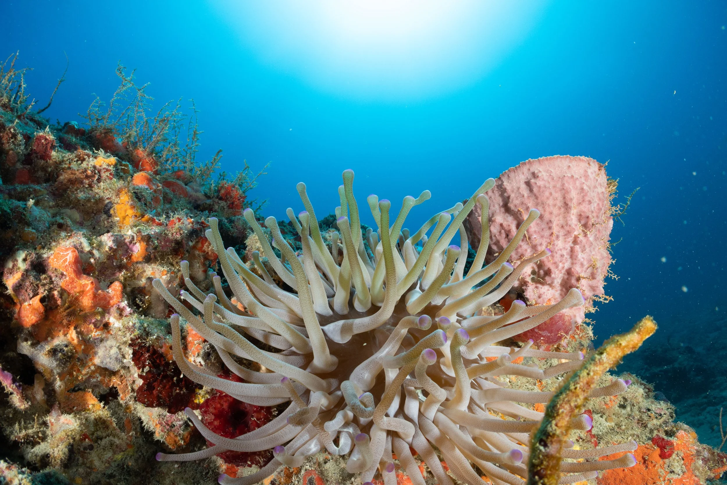 January Diving in Jupiter, Fl!