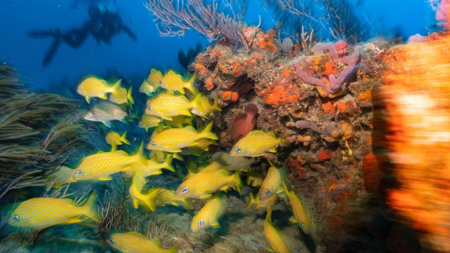 February Diving in Jupiter, Fl