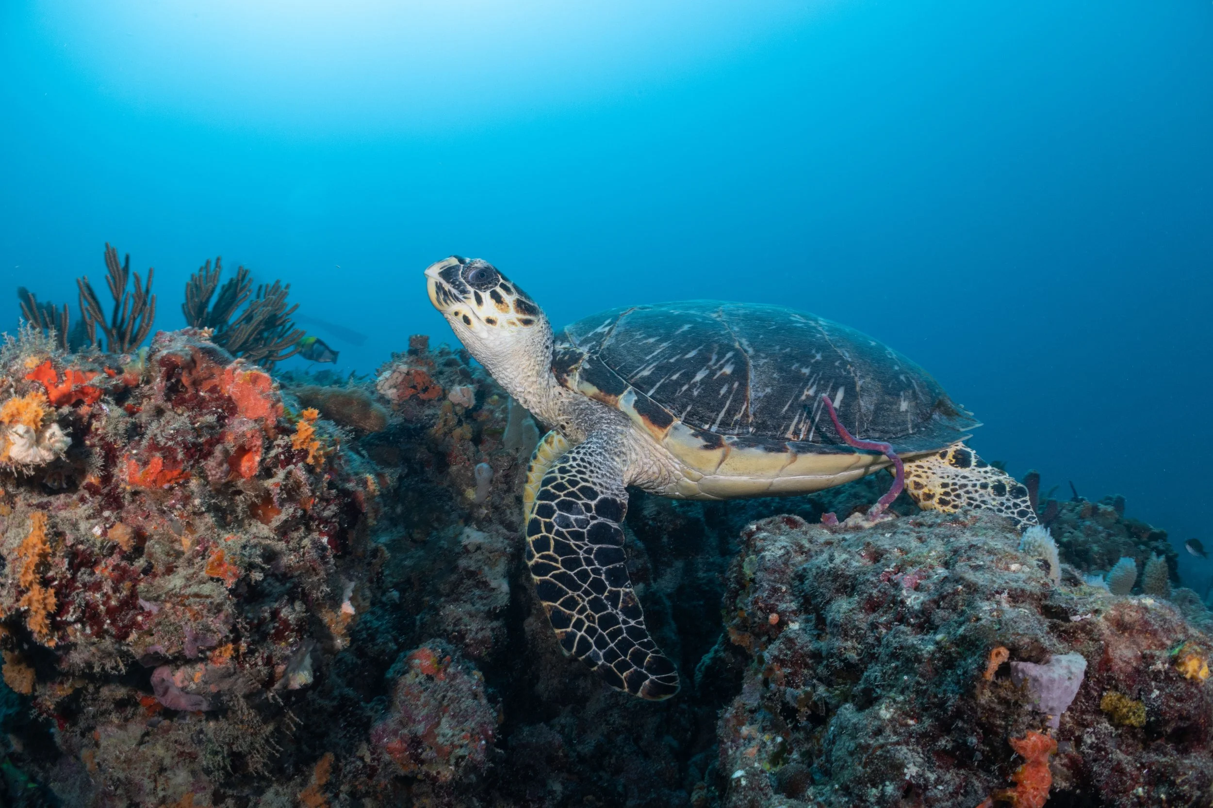 Turtle Nesting Season
