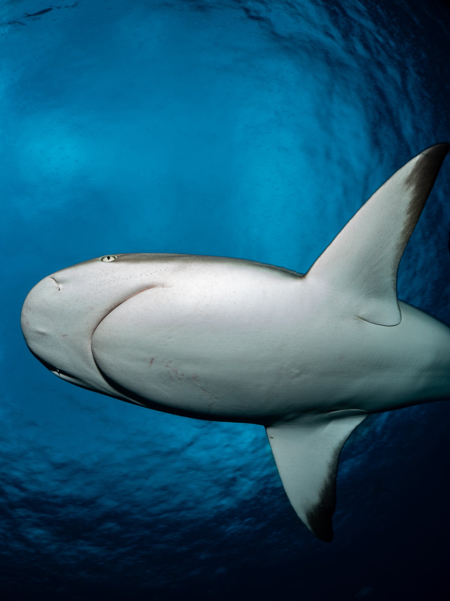 The Truth About Diving with Sharks 