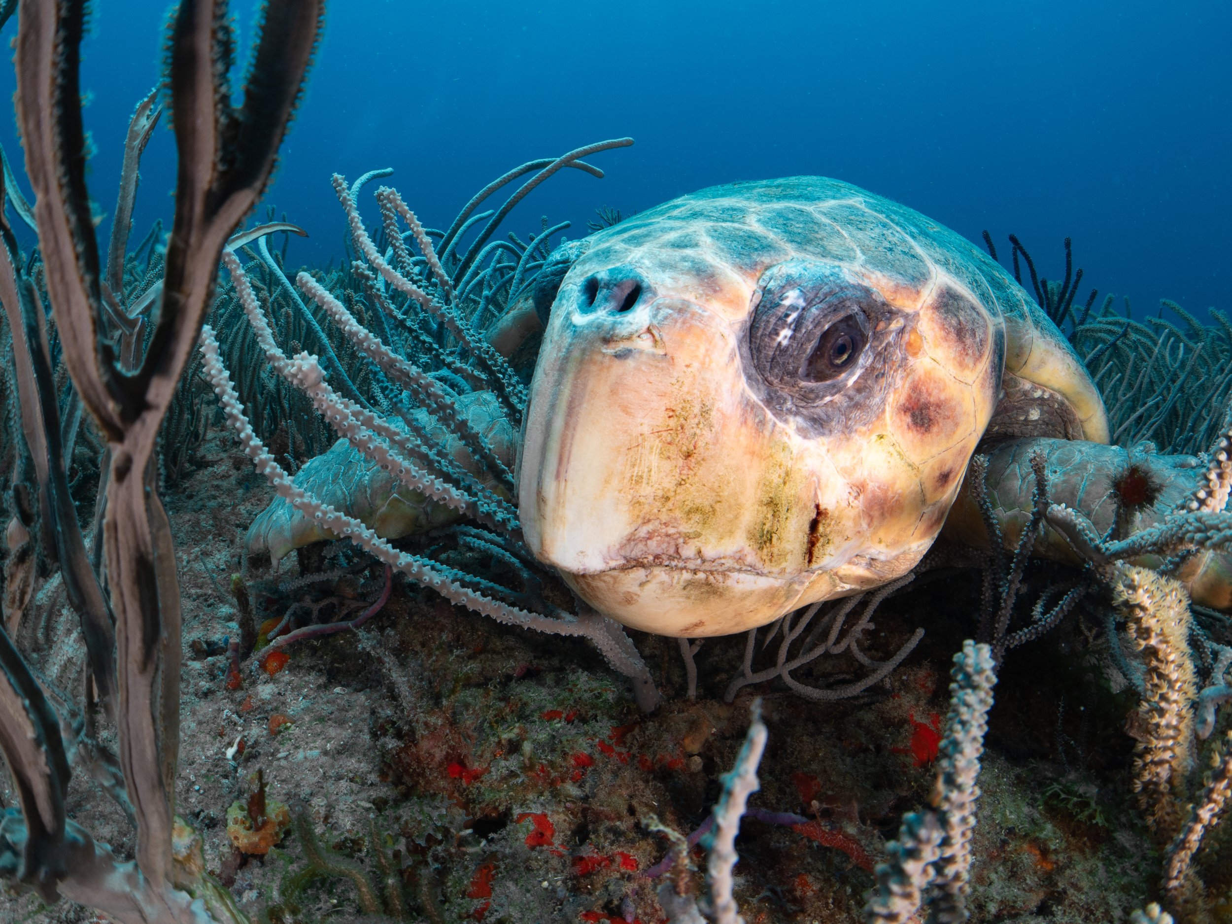 2024 Turtle Nesting Season is Here! 